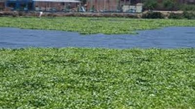 باحث يستغل «ورد النيل» في التقليل من الملوثات البيئية