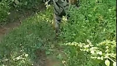 نمر يطارد سيارة سياح مفتوحة (فيديو وصور)