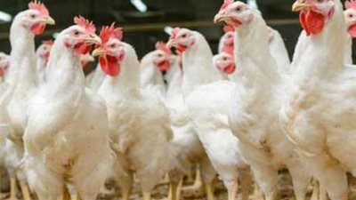 9 مزايا لتطبيق قانون منع تداول الطيور الحية