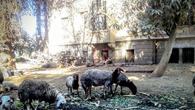 قصر فورتينيه تسكنه الخفافيش وترعى فيه الأغنام (صور)