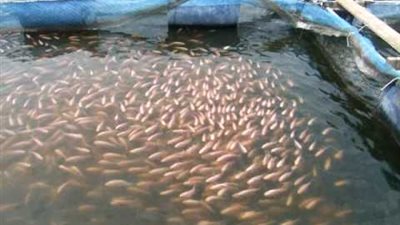 شهاب: الهضبة الجيرية دمرت مزرعة مريوط السمكية