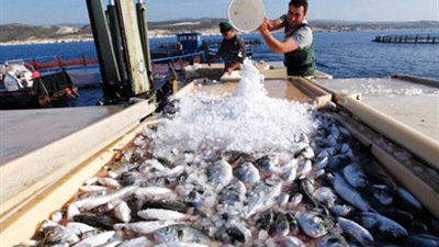 1.6 مليون طن إنتاج مصر من الأسماك