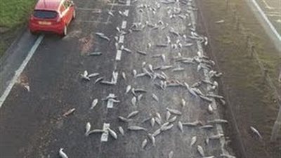 بالفيديو.. مئات الأسماك النافقة على الطريق تصيب قائد سيارة بذهول