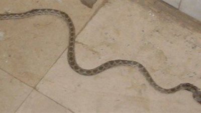 نشطاء يتداولون صورة لـ «ثعبان» داخل مستشفى بولاق أبو العلا