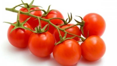 الحجر الزراعي ينفي فحص بذور طماطم «صنف ٠٢٣» قبل دخولها البلاد