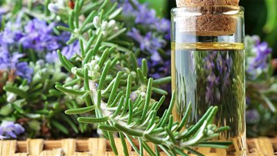 4 فوائد مذهلة لـ«زيت الروزماري».. اكتشفيها