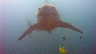 بالفيديو والصور.. غواصان يعيشان لحظات رعب في مواجهة القرش الأبيض