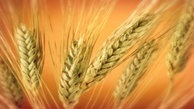 الأردن يطرح مناقصة لشراء 100 ألف طن من القمح الصلد