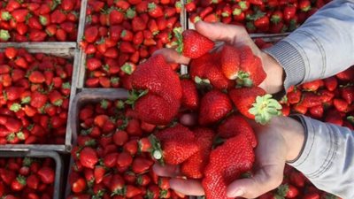 جولة مفاوضات مصرية سعودية لرفع الحظر عن صادرات الفراولة والفلفل