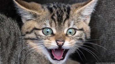 بعد إجازة في المغرب.. بريطاني يموت بعضة قطة مسعورة