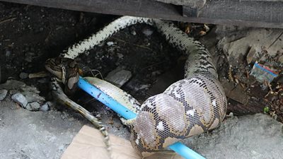 ثعبان يتقيأ كلبا افترسه (فيديو وصور)