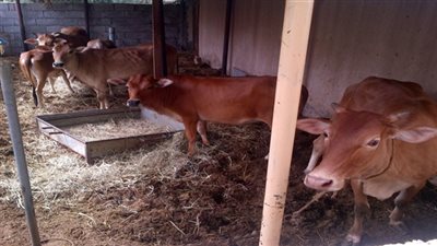 «زراعة الوادي الجديد»: ترخيص 1892 حظيرة ماشية