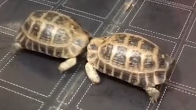 سلحفاة تتحدى نفسها في المرآة (فيديو وصور)