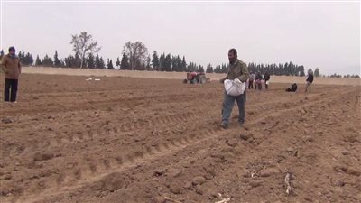 الوادى الجديد تبدأ زراعة 190 ألف فدان قمح