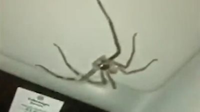 امرأة تعثر على عنكبوت مرعب بسيارتها (فيديو)