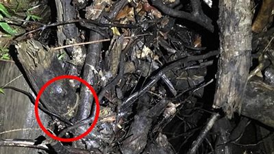 دقة ثعبان في التخفي تشعل «فيس بوك» (صور)