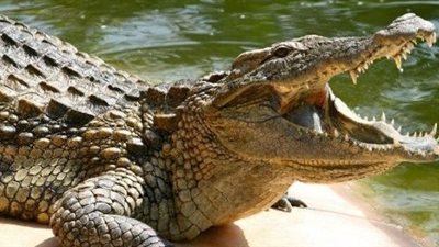 التماسيح تجبر شخصين على النوم فوق السيارة 4 أيام في أستراليا