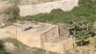 قرود تهاجم منازل ومزارع المواطنين في السعودية | فيديو