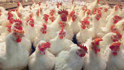 زيادة جديدة في أسعار الدواجن البيضاء.. اليوم