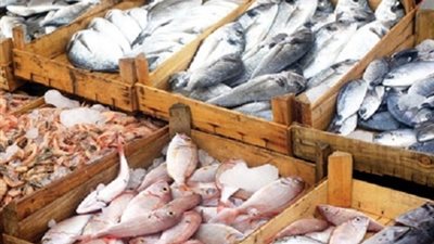 قراء «فيتو» يتوقعون عدم تراجع أسعار الأسماك بعد مشروع غليون