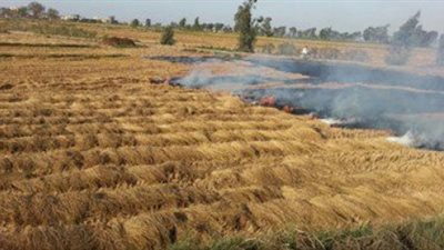 «شئون البيئة» يحرر 7 محاضر حرق قش أرز بالبحيرة