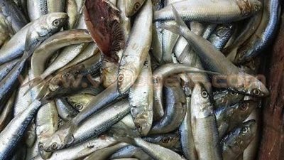 بالصور.. حبس صاحب محل لحيازته سلعا غذائية مجهولة المصدر في الشرقية