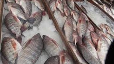 أسعار الأسماك اليوم 16/ 11/ 2018.. والبلطي بـ 24.50 جنيها