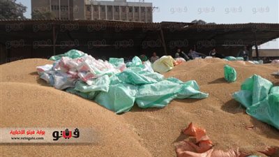 بالصور.. توريد 147 ألف طن قمح لشون المنوفية