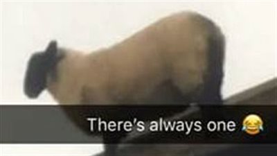 مطاردة فاشلة لخروف هارب أعلى حظيرة (فيديو وصور)