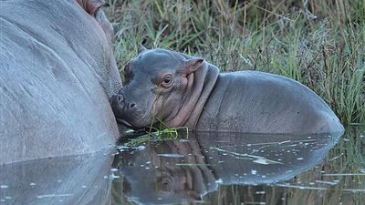 فرس نهر صغير يتصدى لآخر أكبر حجما مدافعا عن مياهه (فيديو وصور)