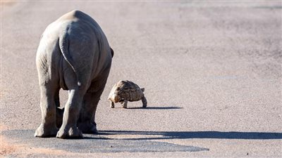 رد فعل سلحفاة حاول صغير وحيد القرن استكشافها (صور)