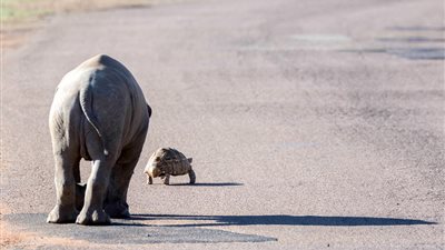 رد فعل سلحفاة حاول صغير وحيد القرن استكشافها (صور)