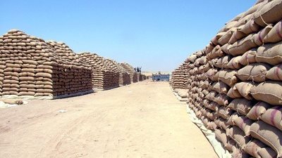 توريد 144.170 طنًا من القمح بمحافظة 