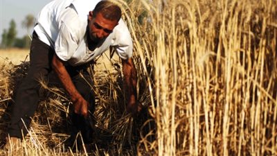 زراعة 9500 فدان قمح و3000 بطاطس في الفرافرة