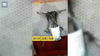 إجبار فأر على شرب الخمر قبل حرقه لسرقة قطعة خبز (فيديو)