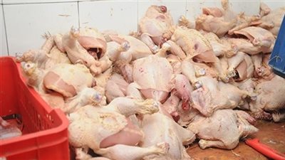 ضبط 700 كيلو دواجن غير صالحة للاستهلاك في الغردقة
