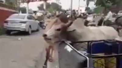 مشاجرة ثورين تنتهي بمحاصرة أحدهما داخل «توك توك» (فيديو)