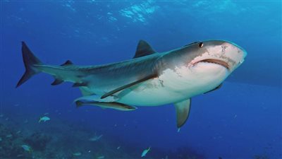 إعدام «سمكة قرش» رميًا بالرصاص في أستراليا