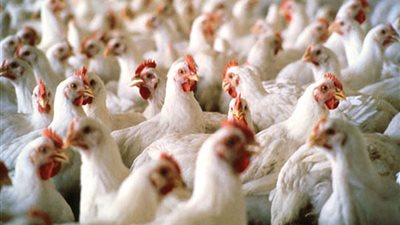 الثروة الداجنة تطالب بحزمة إجراءات لضبط انفلات الأسعار