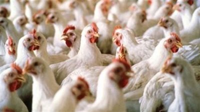 أبرزها منع تداول الطيور الحية.. 3 قوانين أثارت الجدل في ٢٠١٨