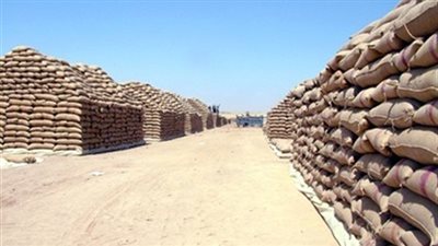 توريد أكثر من 144 ألف طن قمح في الغربية