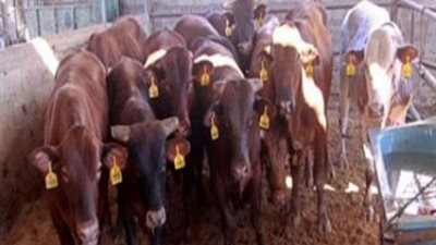 ضبط 7 رؤوس ماشية مهربة بإحدى المدقات الجبلية في الوادي الجديد