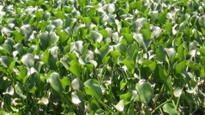 قراء «فيتو» يتوقعون فشل خطة «الري» في القضاء على «ورد النيل»