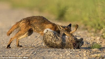 أرنب بري ينتصر على ثعلب مرتين (صور)