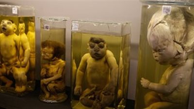 اتصالات مصر تشارك في تجديد متحف نجيب محفوظ