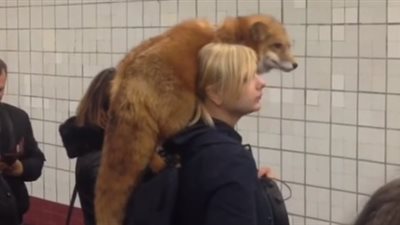 امرأة تتجول بثعلب داخل المترو (فيديو)