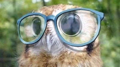 أطرف الصور لحيوانات ترتدي نظارات بشكل مضحك