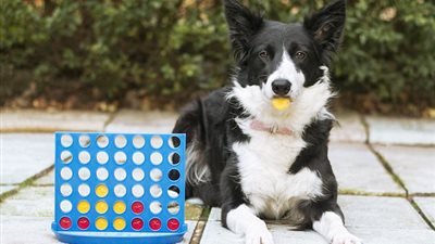 كلبة تفوز على صاحبتها في لعبة «كونكت فور» (فيديو وصور)