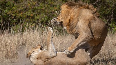 لبؤة تنتقم من أسد قاتل أشبالها بتحطيم فكه (فيديو وصور)