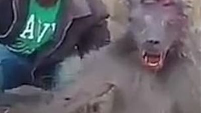 البحث عن رجل تعمد وخز جرح قرد يتألم (صور)